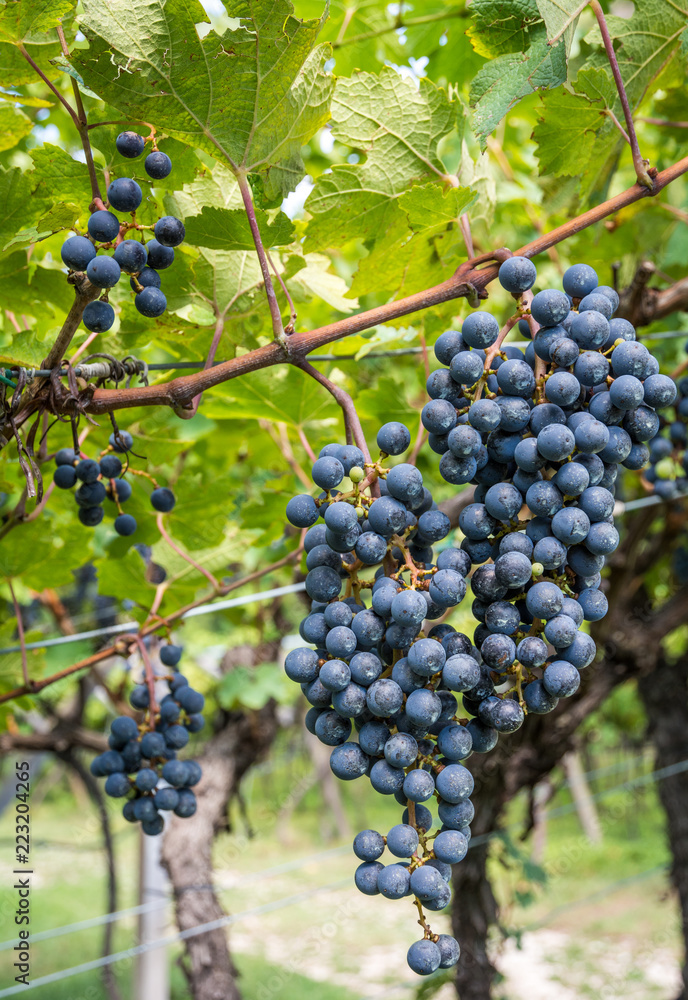 Lagrein grape variety. Lagrein is a red wine grape variety native to the valleys of South Tyrol, northern italy. Guyot Vine Training System