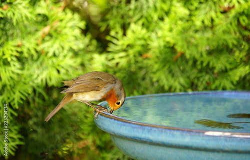 Garten,Rotkehlchen,Vogeltränke