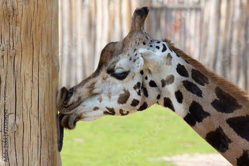 Giraffe knutscht und leckt Pfahl
