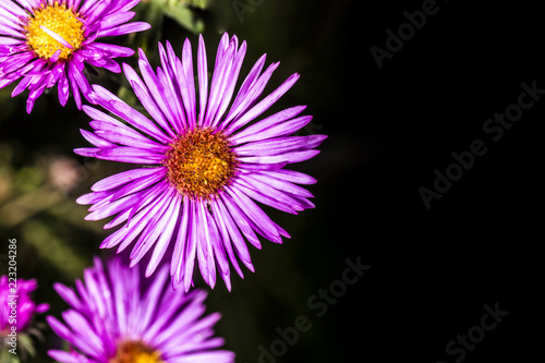 flowers Pyrethrum on a dark background with space for text