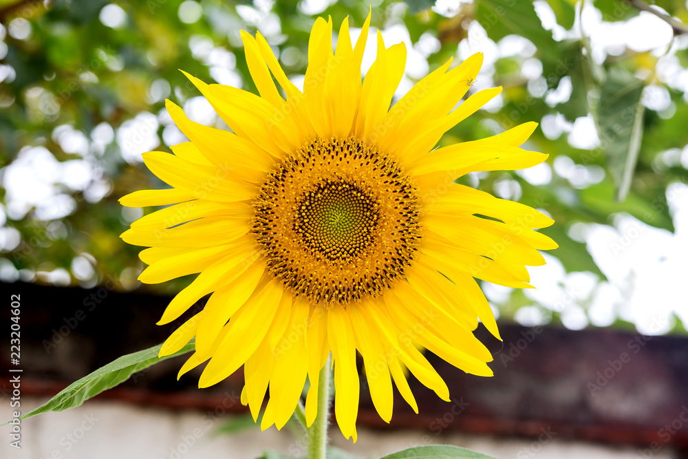 Fototapeta premium Sunflower field landscape