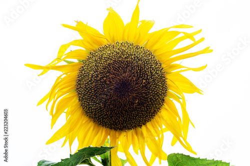Fototapeta Naklejka Na Ścianę i Meble -  Sunflower isolated on white background
