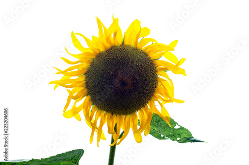Fototapeta Naklejka Na Ścianę i Meble -  Sunflower isolated on white background