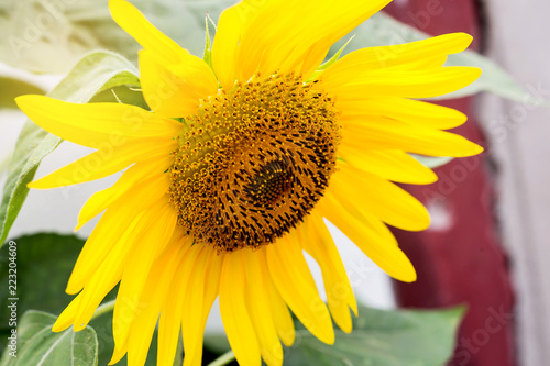 Fototapeta Naklejka Na Ścianę i Meble -  Sunflower field landscape