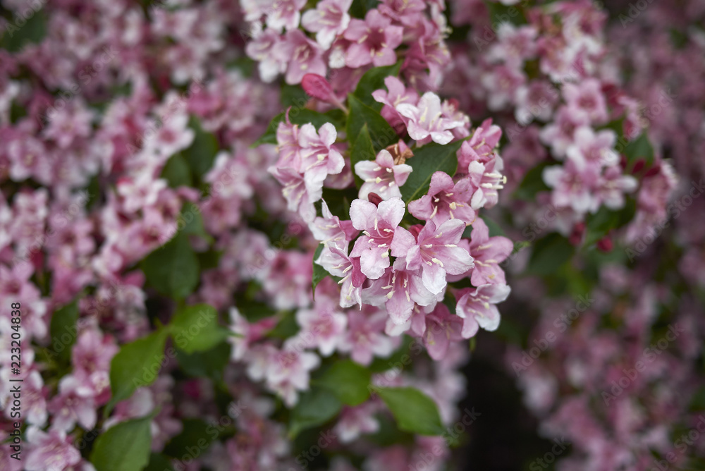 Weigela