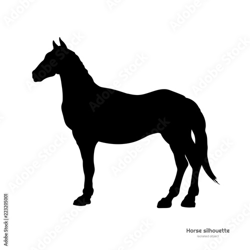 Black silhouette of horse. Isolated detailed drawing of mustang on white background. Side view