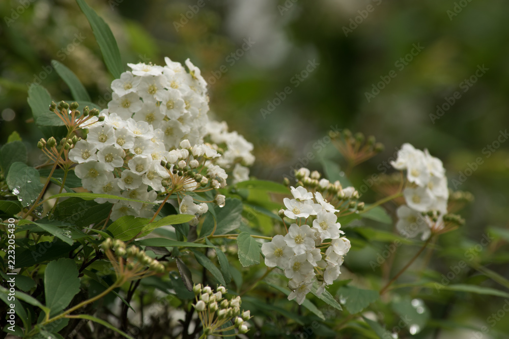 Flores blancas Flores blancas
