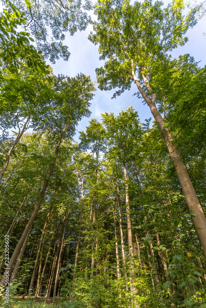Fototapeta premium Gespensterwald