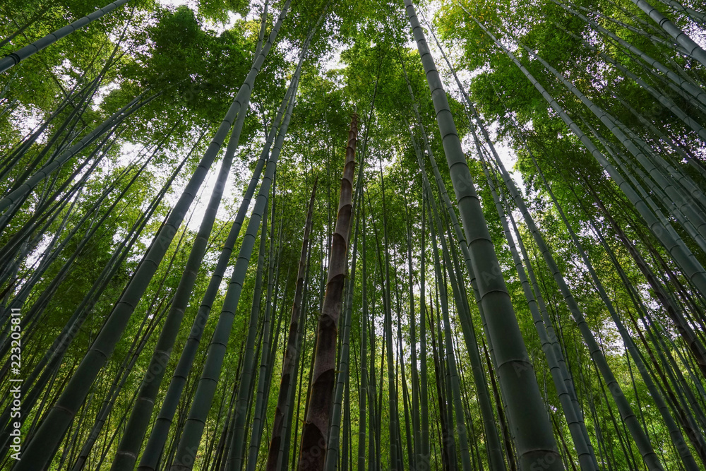 成長 成長