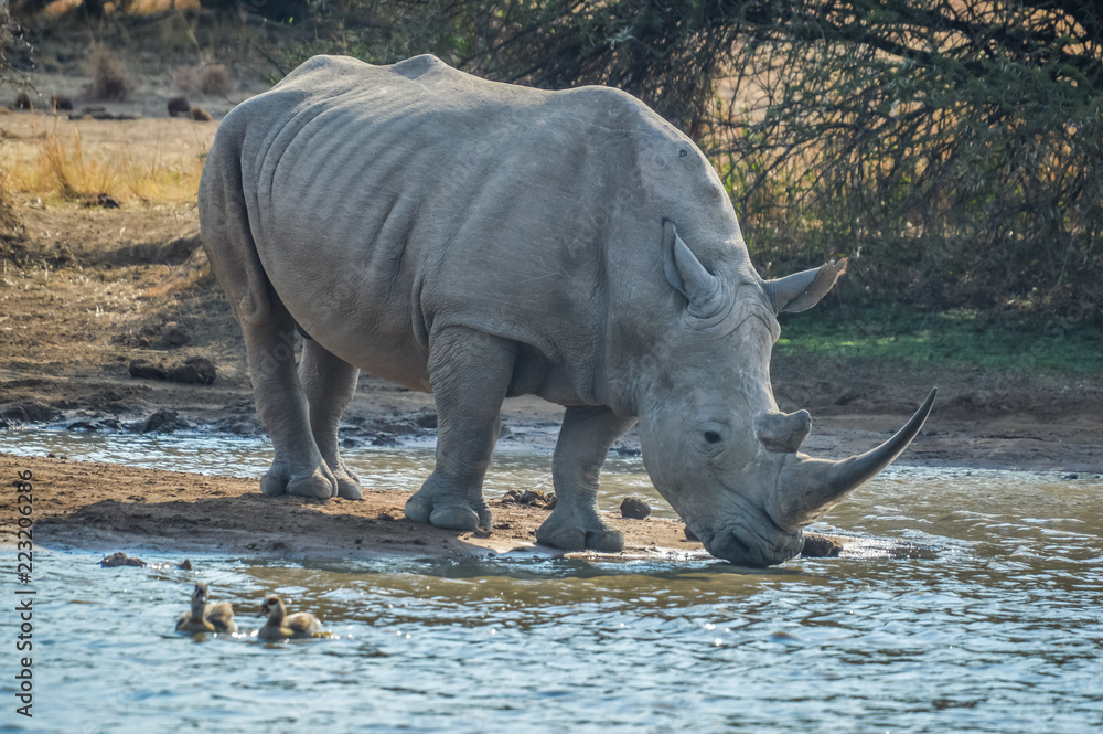 Obraz premium A cute white bull rhino drinking water in Makorwane dam hide in PIlanesberg north west province south africa