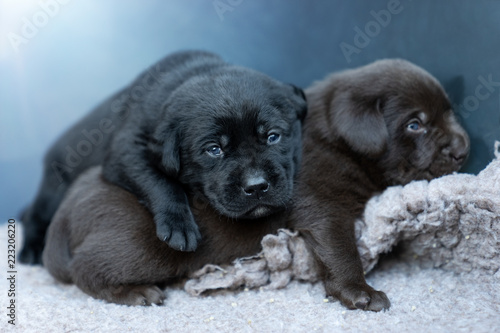 young cute labrador retriever dogs puppies looking tired and playing together with small paws