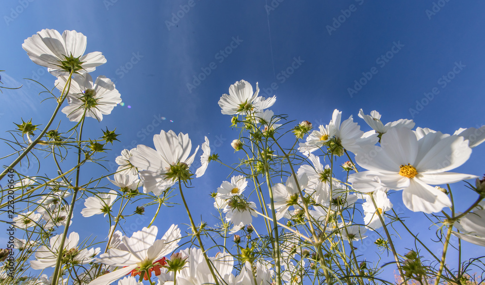 weiße blüten