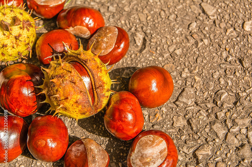 Chestnuts on the path in autumn