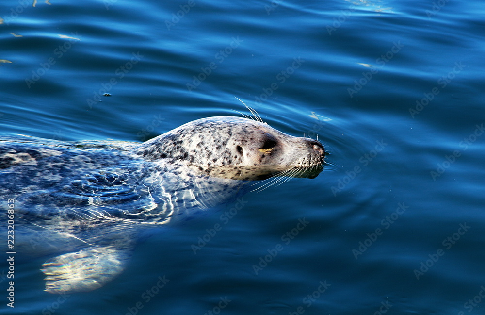 Fototapeta premium Seal in the water. Vancouver Island, Canada.
