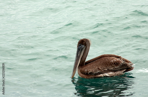 The Pelican. Images was carried out in Florida, Everglades National Park.