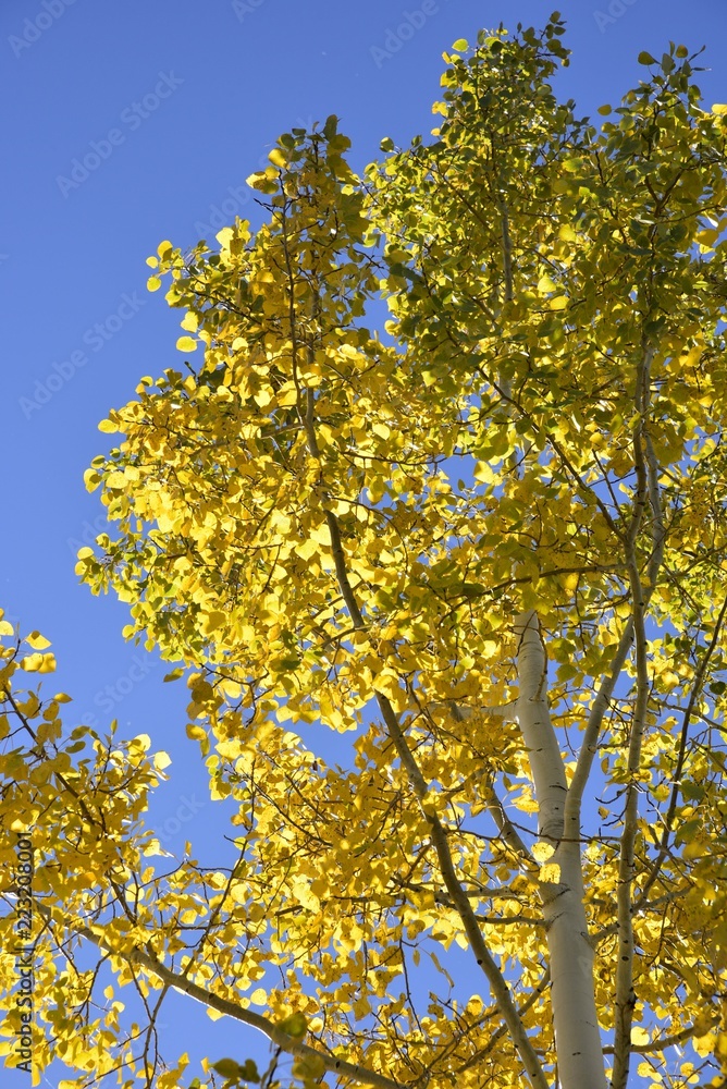Fototapeta premium autumn aspen leaves against blue sky