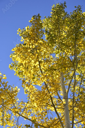 autumn aspen leaves against blue sky