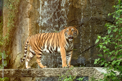 Indochinese Tiger standing in front of waterfall  Panthera tigris corbetti coat is yellow to light orange with stripes ranging from dark brown to black