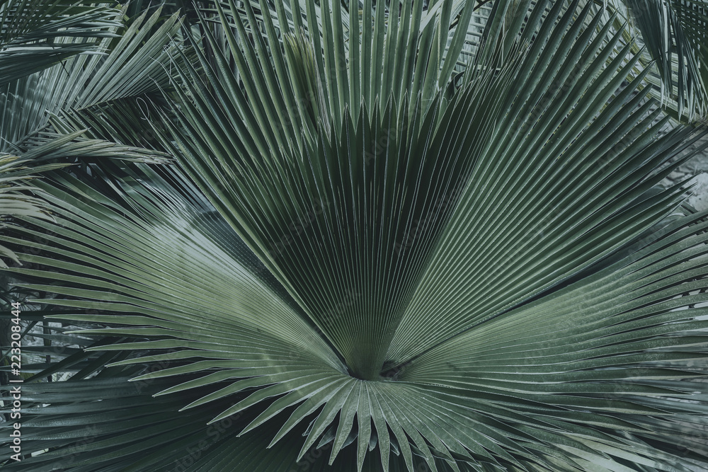 Obraz premium Green palm leaves or coconut fronds background of the tropical natural which has jungle green foliage. Texture for creative layout made of leaf nature.