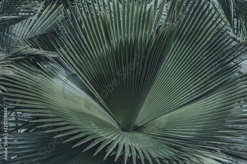 Green palm leaves or coconut fronds background of the tropical natural which has jungle green foliage. Texture for creative layout made of leaf nature.