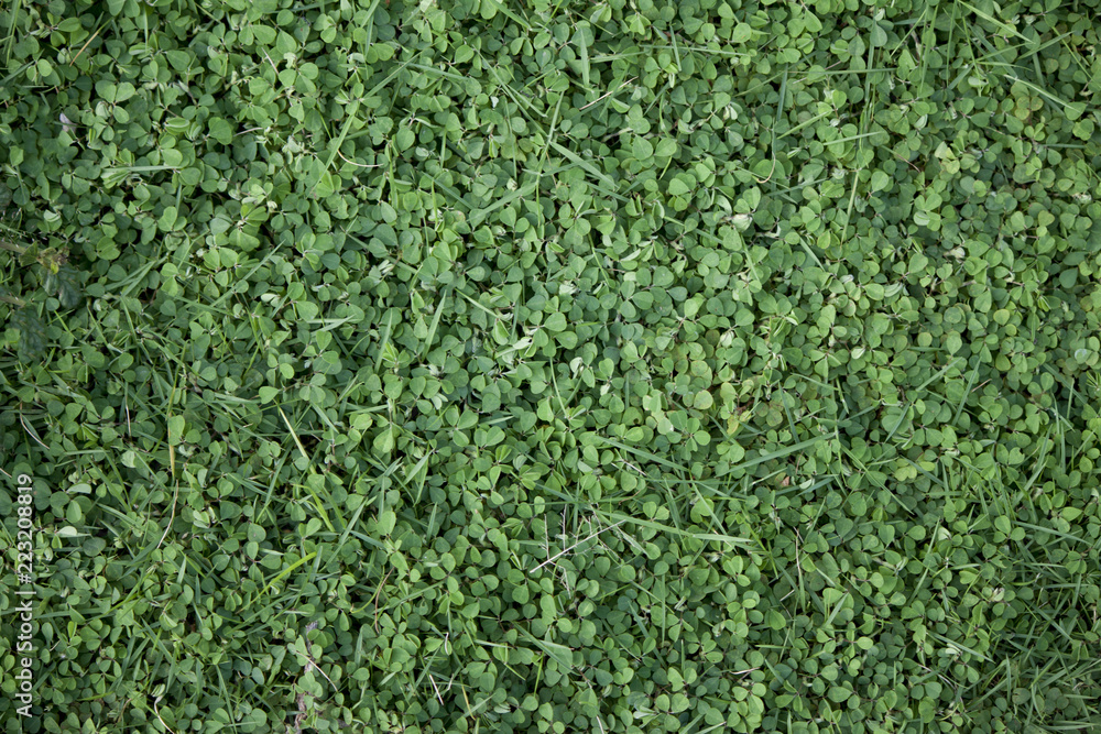 Green lawn in the garden for background and texture. Green lawn in the garden for background and texture.