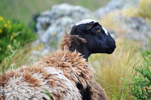 sheep