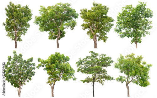 set of trees isolated white background