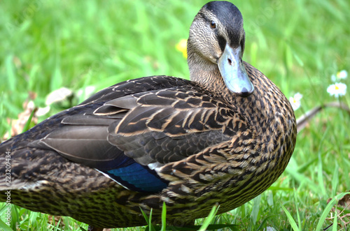 duck closeup