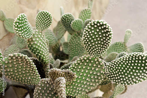 Opuntia microdasys photo