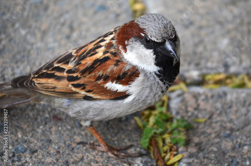 bird closeup