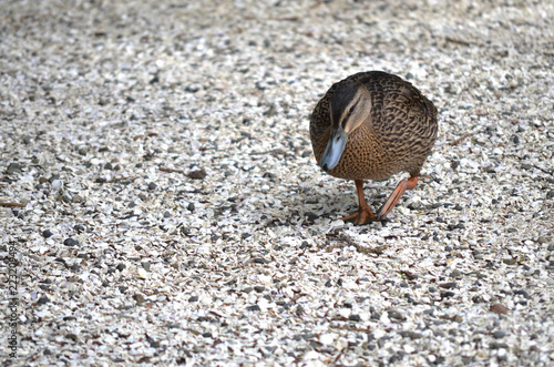 brown duck walking