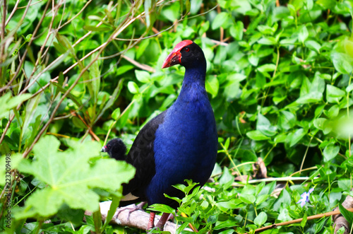 Pukeko