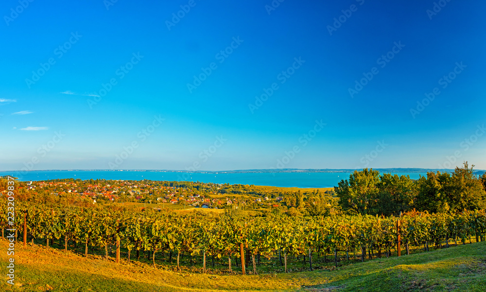Vineyard at lake Balaton