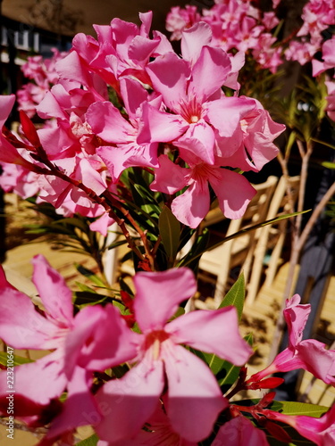 beauty blossom bunch flowers close-up day flower head 