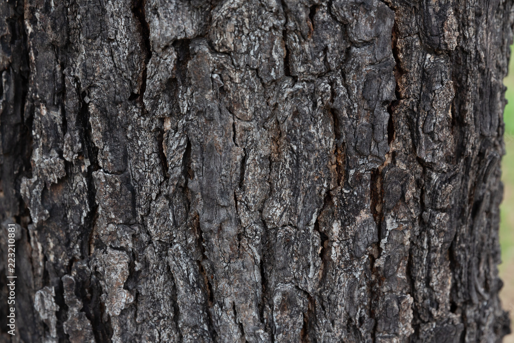 tree bark textures tree bark textures