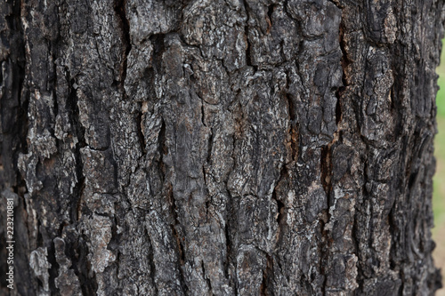 tree bark textures