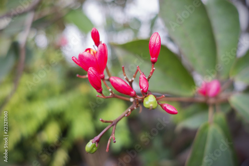 Flower bloom close up 