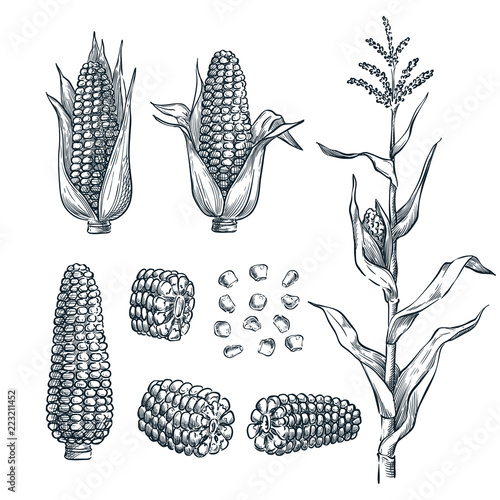 Fotografia Corn cobs, grain, vector sketch illustration