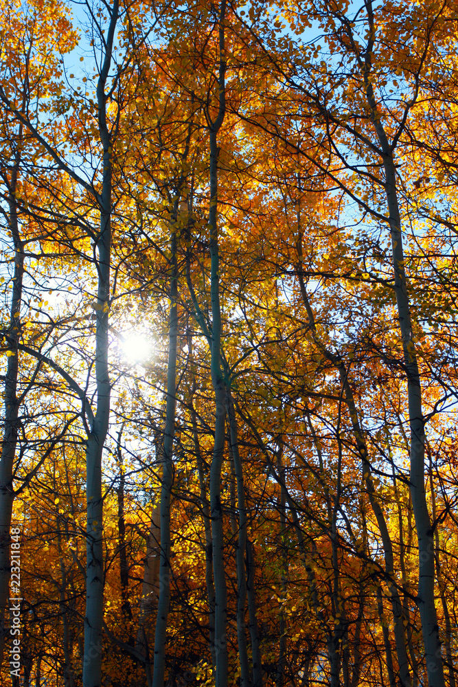 Fototapeta premium the sun shining through a beautiful grove of aspen trees in fall colors 
