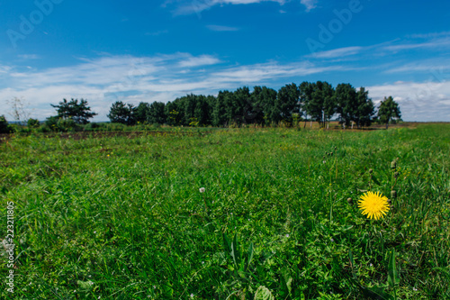 Lonely yellow dandelion flower on a green field under a blue sky with clouds