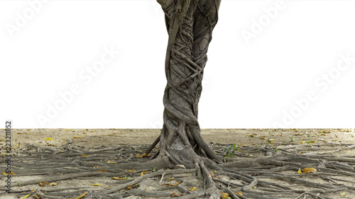 roots of old tree on white