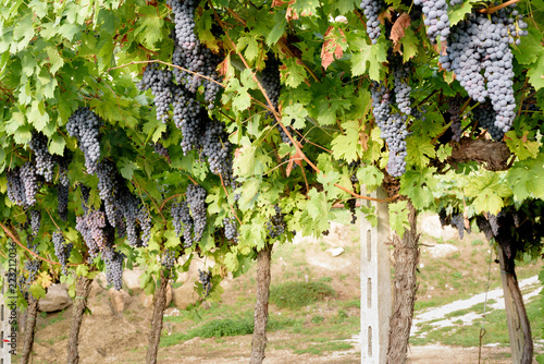 Bunches of ripe red grapes ready to be picked up and will become a tasty wine like Valpolicella, Amarone or Recioto photo