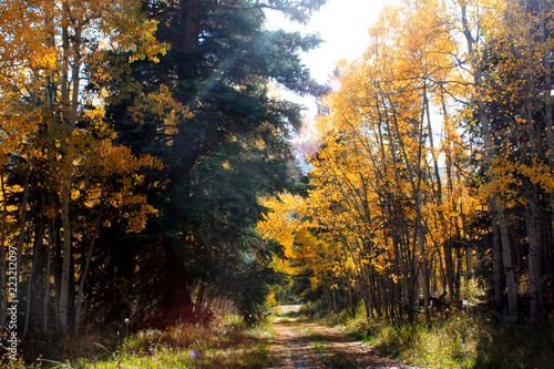 Aspens turning yellow for fall along a beautiful driveway in the mountains photo