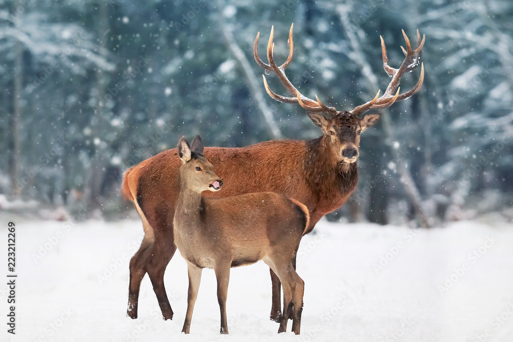 Fototapeta premium Szlachetny samiec jelenia z samicą w stadzie na tle pięknego lasu zimą śnieg. Artystyczny zimowy krajobraz. Obraz Bożego Narodzenia.