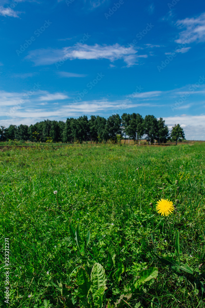 Lonely yellow dandelion flower on a green field under a blue sky with clouds Lonely yellow dandelion flower on a green field under a blue sky with clouds