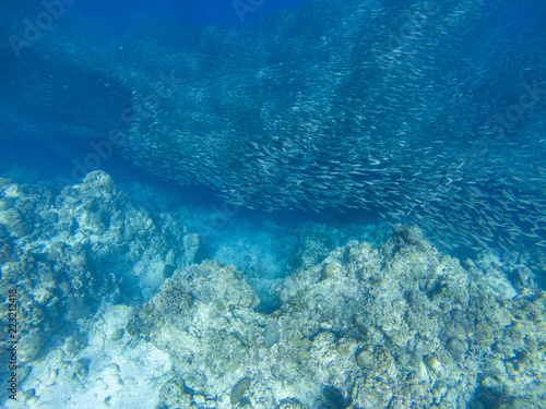 Sardine shoal in open sea water top view. Massive fish school underwater photo. Pelagic fish swimming in seawater.