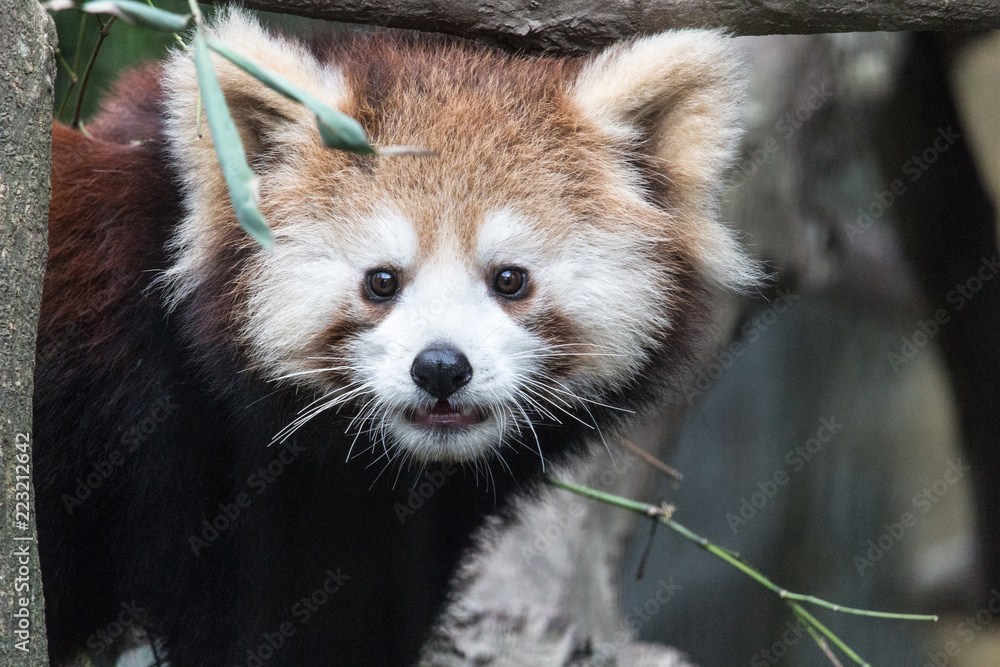 Fototapeta premium Roter Panda