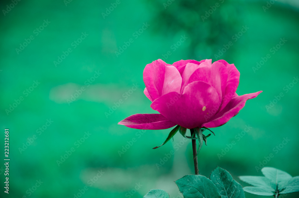 pink rose on green background