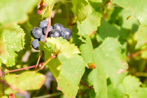 Bunches of ripe red grapes ready to be picked up and will become a tasty wine like Valpolicella, Amarone or Recioto photo