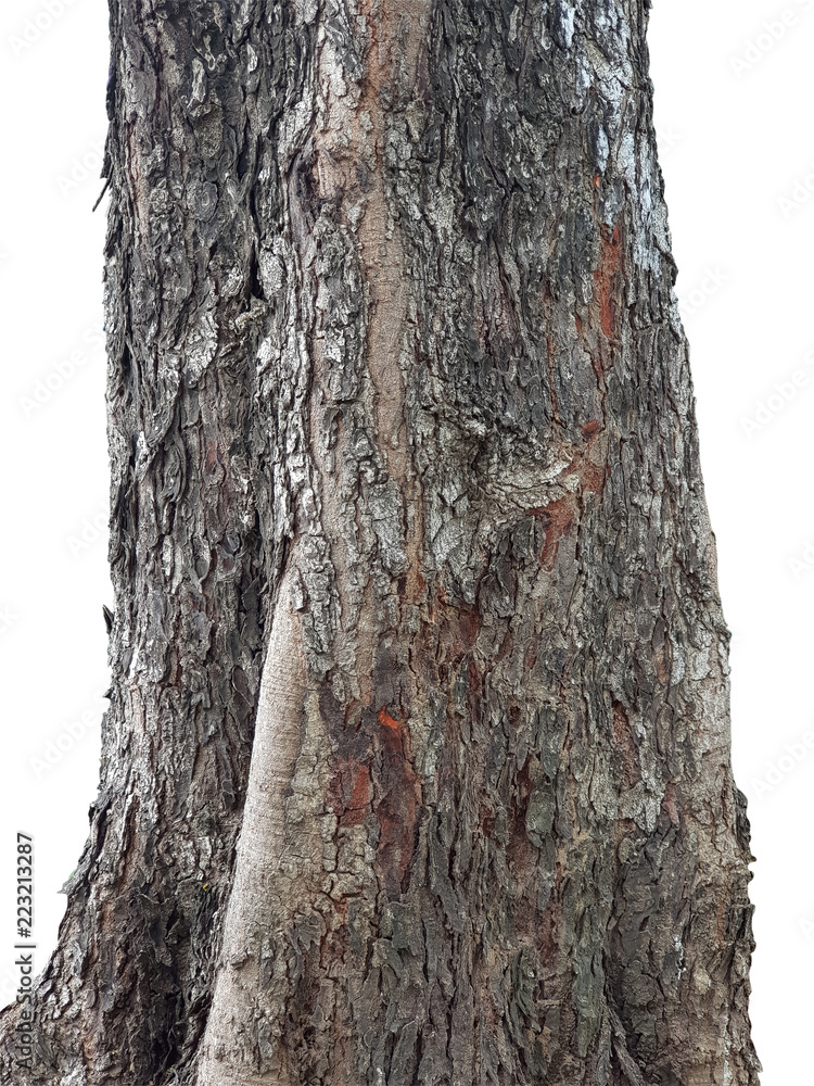 Fototapeta premium tree stump on a white background